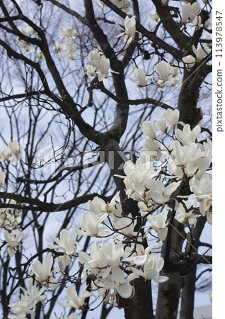 Beautiful white Magnolia flower 113978547