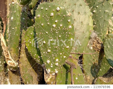 胭脂蟲,寄生在仙人掌上的昆蟲,來自墨西哥 胭脂蟲,寄生在仙人掌上的昆蟲,來自墨西哥 113978596