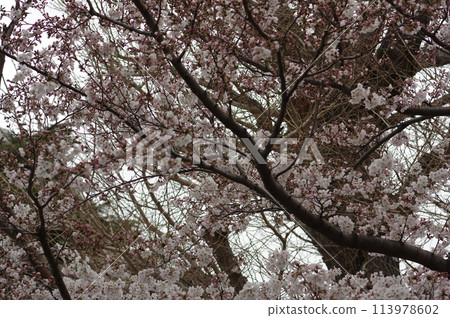 Pink cherry blossoms in full bloom 113978602