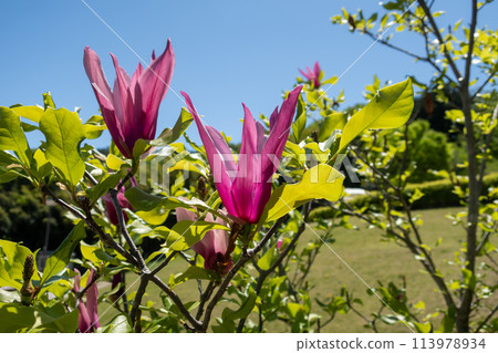 初夏的觀音山公園,群馬縣高崎市 初夏的觀音山公園,群馬縣高崎市 113978934