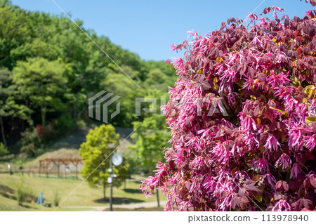 Kannonyama Park in early summer, Takasaki City, Gunma Prefecture Kannonyama Park in early summer, Takasaki City, Gunma Prefecture 113978940