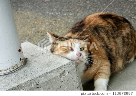 Stray cat relax Stray cat relax 113978997