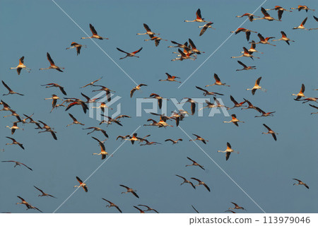 Flamingos flock in a salty lagoon, La Pampa Province,Patagonia, Argentina. 113979046