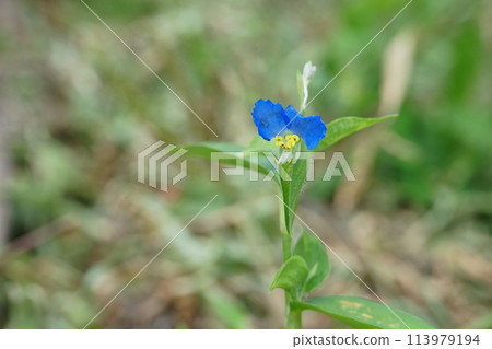 花園裡盛開的亞洲花朵 113979194