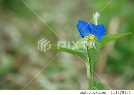 花園裡盛開的亞洲花朵 113979195