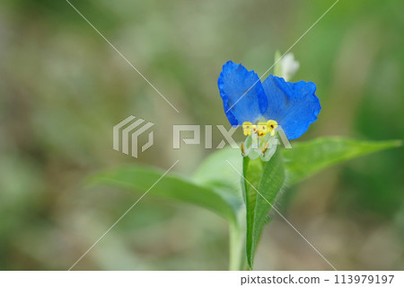 花園裡盛開的亞洲花朵 花園裡盛開的亞洲花朵 113979197