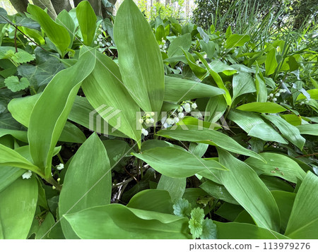 Lily of the valley blooming flowers in woods, natural environment of rare white flower, selective focus, beautiful garden or wild flowers among green leaves Lily of the valley blooming flowers in woods, natural environment of rare white flower, selective focus, beautiful garden or wild flowers among green leaves 113979276