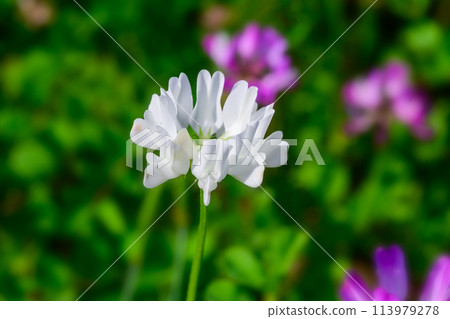 White bricks White bricks 113979278