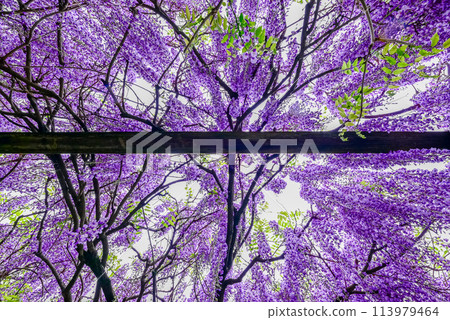 Wisteria flower shower Wisteria flower shower 113979464