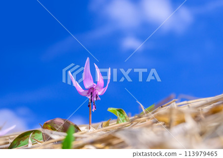 Dogtooth violet flowers and blue sky 113979465