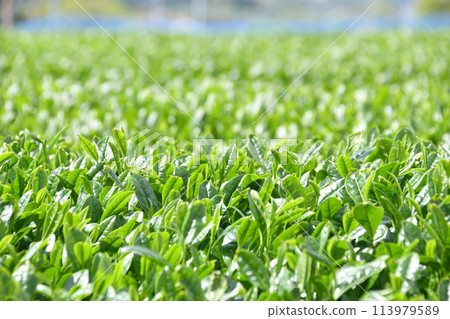 Lush green tea plantation scenery: Tea leaves waiting for spring harvest 113979589