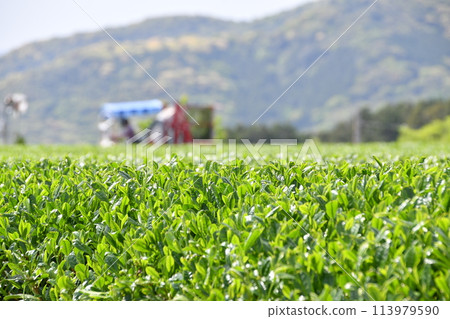Lush green tea plantation scenery: Tea leaves waiting for spring harvest Lush green tea plantation scenery: Tea leaves waiting for spring harvest 113979590