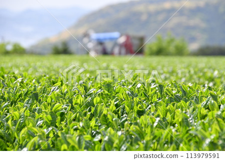 Lush green tea plantation scenery: Tea leaves waiting for spring harvest 113979591
