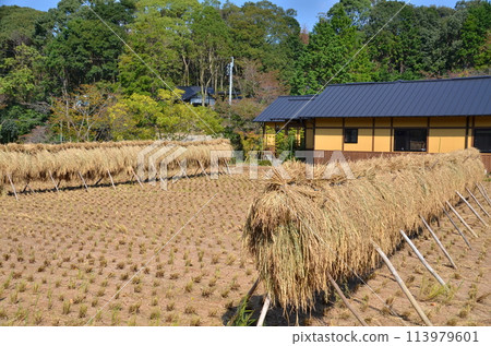 稻穗乾燥地和當地房屋，秋收後的田園風光。 113979601