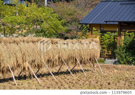 稻穗乾燥地和當地房屋，秋收後的田園風光。 113979605