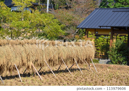 A place for drying rice and a traditional house. A rustic scene after the autumn harvest. Rural life with rice fields. A place for drying rice and a traditional house. A rustic scene after the autumn harvest. Rural life with rice fields. 113979606