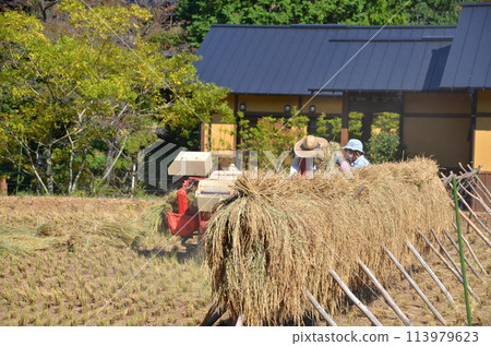 農夫收割時的日常生活，秋日陽光下的稻草工作，手工堆放成捆的稻草 113979623
