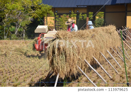 農夫收割時的日常生活,秋日陽光下的稻草工作,手工堆放成捆的稻草 農夫收割時的日常生活,秋日陽光下的稻草工作,手工堆放成捆的稻草 113979625