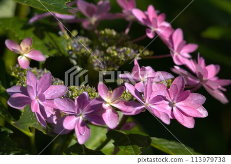 pink hydrangea wet in the rain pink hydrangea wet in the rain 113979738