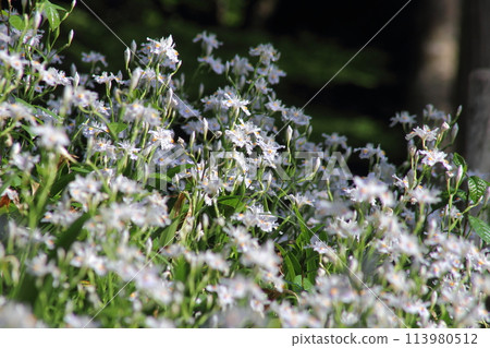 春天的伊賀宮神社 春天的伊賀宮神社 113980512