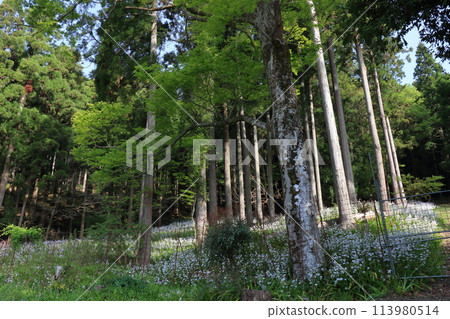 春天的伊賀宮神社 113980514