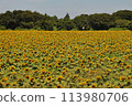 Sunflower field spreading to one side 113980706