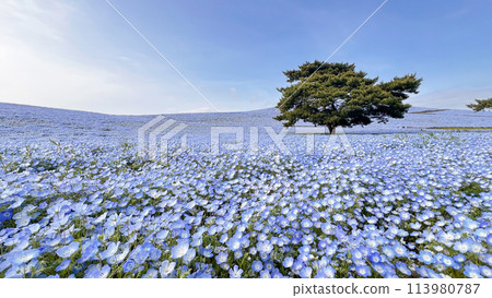 Blue nemophila world Japan 113980787