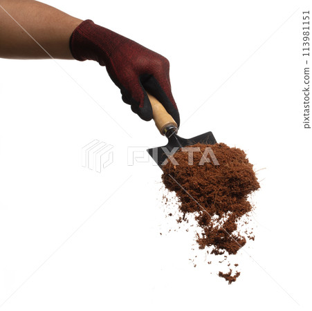 Coconut peel husk flying explosion, coconut chopped fine small S size fall down from hand shovel garden. Coconut powder peel fertilizer splash throwing in Air. White background Isolated high speed 113981151