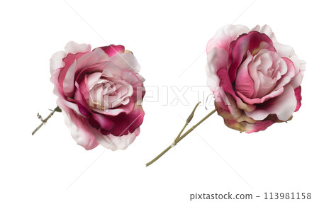 Pink pastel Rose Flower is gradient. Pink Rose make for love floral to decorate table house. Artificial fake pink rose fly in air. White background isolated 113981158