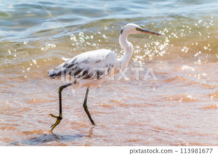 White Western Reef Heron (Egretta gularis) at Sharm el-Sheikh beach, Sinai, Egypt White Western Reef Heron (Egretta gularis) at Sharm el-Sheikh beach, Sinai, Egypt 113981677
