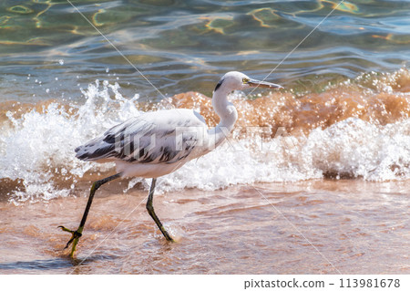 White Western Reef Heron (Egretta gularis) at Sharm el-Sheikh beach, Sinai, Egypt 113981678