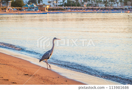 Gray heron fishing on the beach of the Red Sea. Naama Bay beach, Sharm El Sheikh, Egypt 113981686