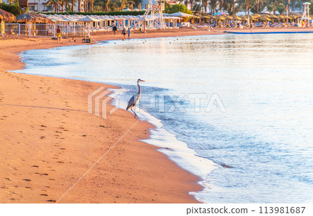 Gray heron fishing on the beach of the Red Sea. Naama Bay beach, Sharm El Sheikh, Egypt Gray heron fishing on the beach of the Red Sea. Naama Bay beach, Sharm El Sheikh, Egypt 113981687
