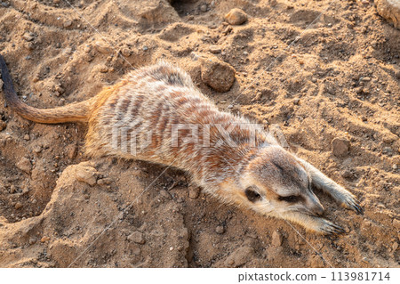 Meerkat suricatta family wildlife picture. Meerkat suricatta family wildlife picture. 113981714