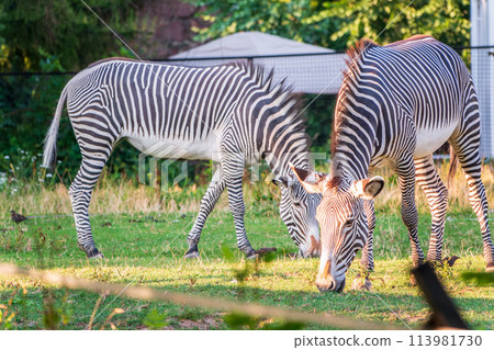 Grevy's zebra, lat Equus grevyi, also known as the imperial zebra eats green grass. Grevy's zebra, lat Equus grevyi, also known as the imperial zebra eats green grass. 113981730