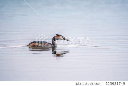 The waterfowl bird Great Crested Grebe swimming in the calm lake The waterfowl bird Great Crested Grebe swimming in the calm lake 113981749