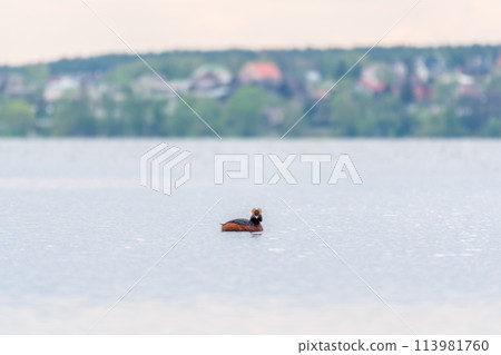 Horned grebe swimming in the lake Horned grebe swimming in the lake 113981760