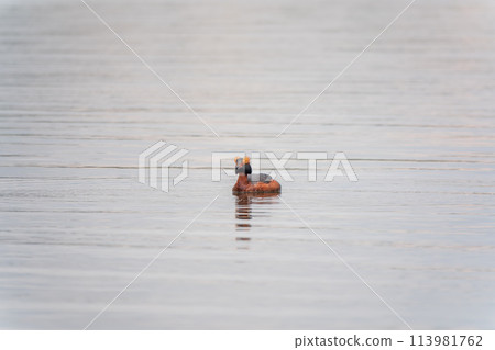 Horned grebe swimming in the lake Horned grebe swimming in the lake 113981762