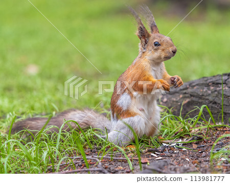 Squirrel sitting in green grass. Eurasian Red squirrel sitting in grass against bright green background 113981777