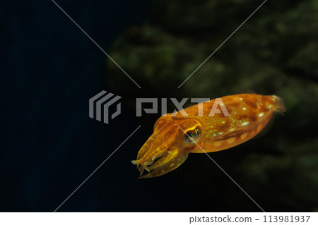 Ezohari 魷魚(墨魚) Ezohari 魷魚(墨魚) 113981937