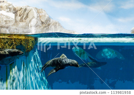 Northern fur seal (Olidae, Otariidae, Genus: Phalacrocorax) Northern fur seal (Olidae, Otariidae, Genus: Phalacrocorax) 113981938