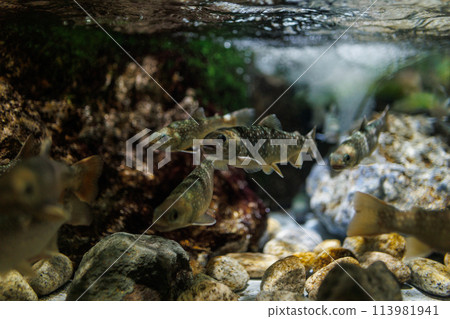 A salmon char (family Salmonidae, genus Salvelinus) in an aquarium A salmon char (family Salmonidae, genus Salvelinus) in an aquarium 113981941