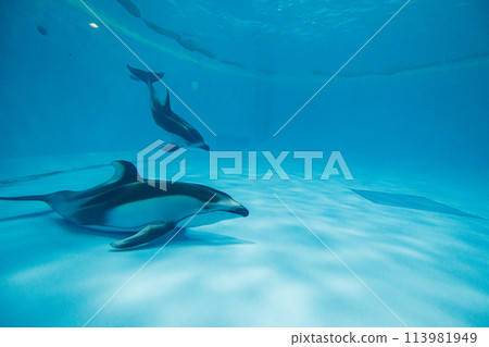 Pacific white-sided dolphin at the aquarium Pacific white-sided dolphin at the aquarium 113981949