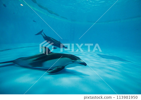 A pair of Pacific white-sided dolphins at the aquarium 113981950