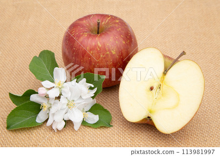 Sun Fuji (flowers and fruit) Sun Fuji (flowers and fruit) 113981997