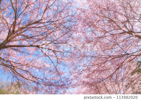 閃耀在藍天的櫻花 閃耀在藍天的櫻花 113982020