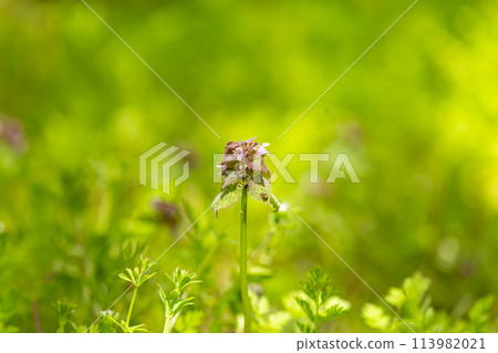 路邊生長的野花 路邊生長的野花 113982021