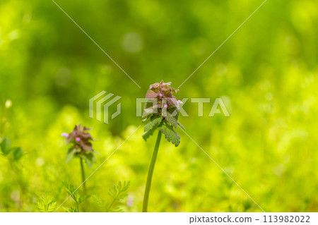 路邊生長的野花 路邊生長的野花 113982022