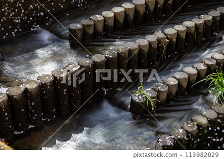 散落的櫻花花瓣和流淌的溪流 113982029
