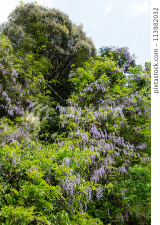 紫藤花簇 紫藤花簇 113982032